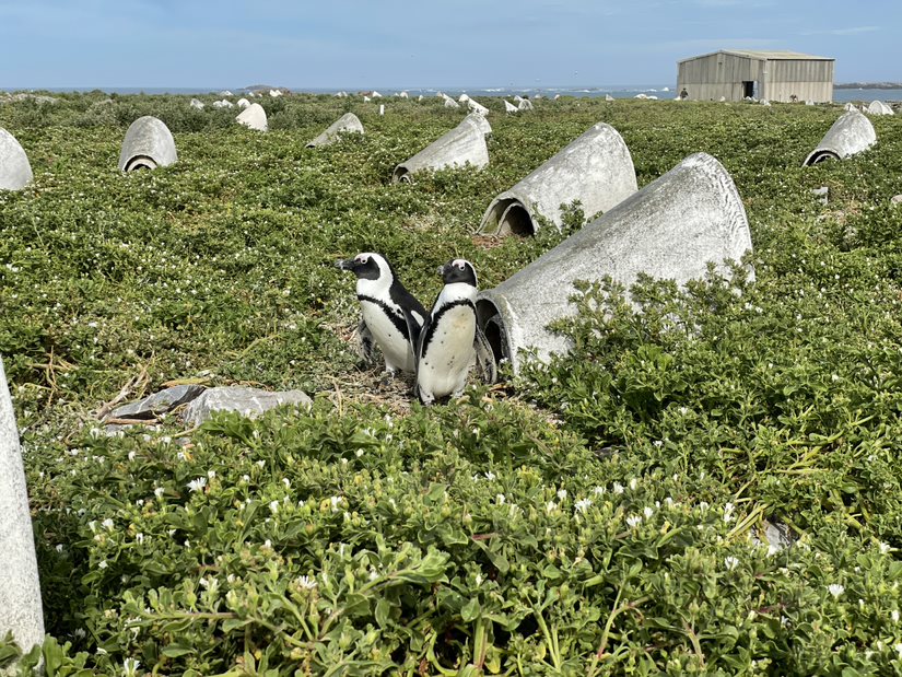 DallasZoo's tweet photo. Happy #WorldPenguinDay! At the Zoo, our penguins are currently off-habitat because of avian flu in Texas. To help protect endangered African penguins in the wild, we've partnered with Dyer Island Conservation Trust to install nearly 1,500 artificial nests across South Africa. https://t.co/hm3158xWmu