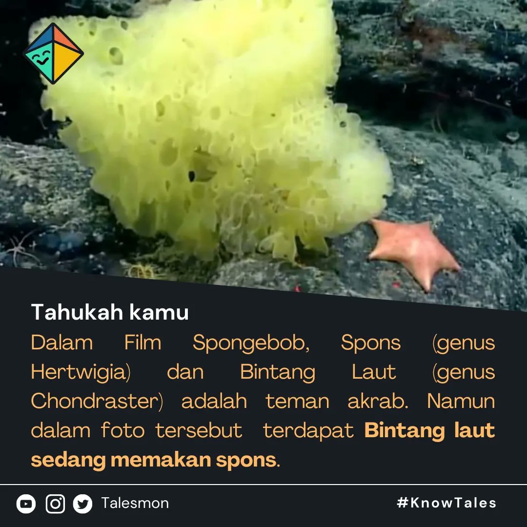 txtdin's tweet photo. Fakta unik Spongebob SquarePants dengan Patrick ternyata tidak sesuai dengan kartun #KnowTales https://t.co/UdBRCeKxsP