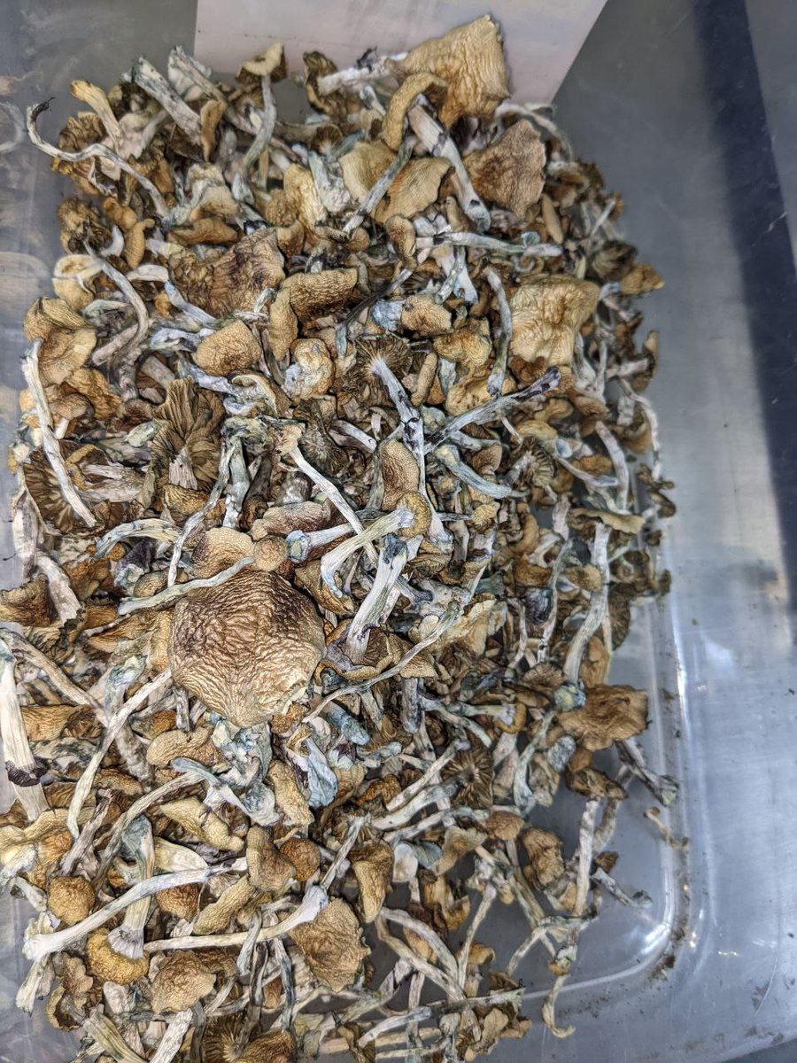 Shroom_420's tweet photo. Little batch of Golden Teacher, results from the yet nameless mutation I've cloned😍🍄🍄 https://t.co/2XENmiWxfp