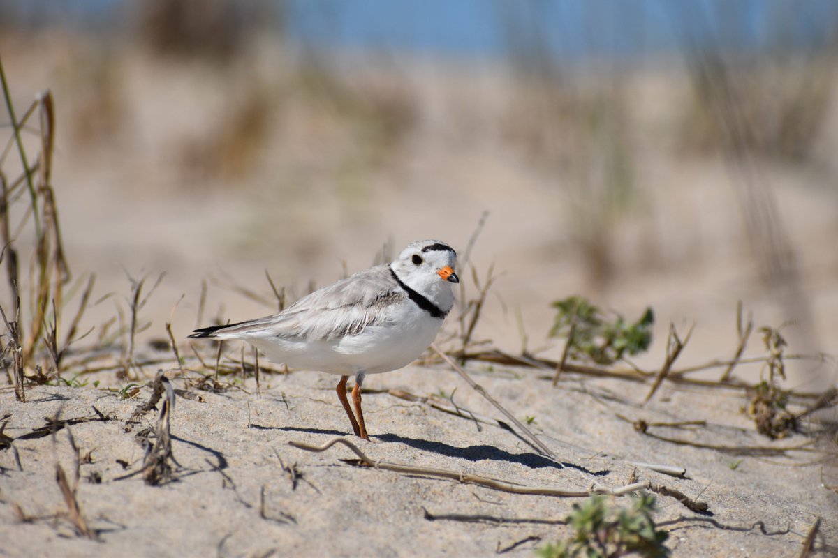 You can help us protect #Delaware’s beach-nesting birds. Join us for a training session to become a volunteer with the DNREC Division of Fish and Wildlife beach-nesting bird monitoring program. news.delaware.gov/2022/04/25/dnr…