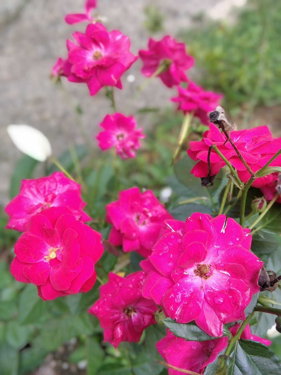 dtech_sl's tweet image. 