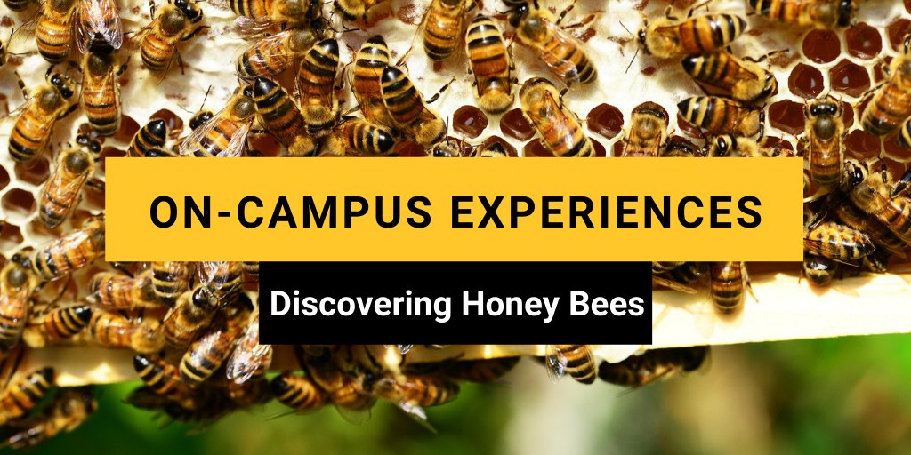#Teachers &amp; Educators, come book a day of experiential learning to get all the #buzz on bees, at the <a href="/HBRC1/">UoG Honey Bee Research Centre</a>! 🐝

This engaging workshop is only available in September, October, and May. 🏫

For a full description and information on how to book: bit.ly/3CIngKR  

#onted