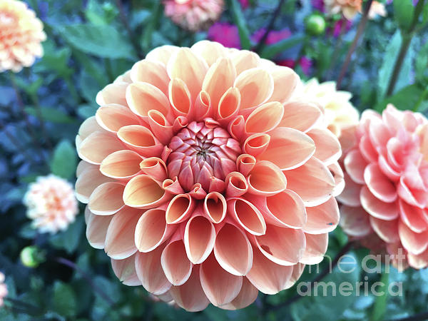 Spister Designs tweet media