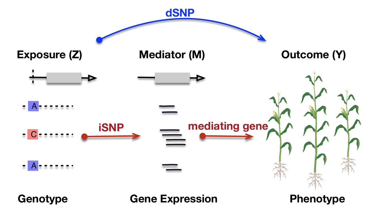 Our mediation analysis paper led by talented student <a href="/zhikai16/">zhikai</a> is out! Mediation analysis is complementary to #GWAS, #TWAS, and #eQTL.  It assumes a causal chain: SNP -&gt; intermediate phenotype -&gt; phenotype.
full-access via lab website (jyanglab.com/pub/). <a href="/UNL_PSI/">UNL PSI</a> <a href="/NE_CRRI/">NE CRRI</a>