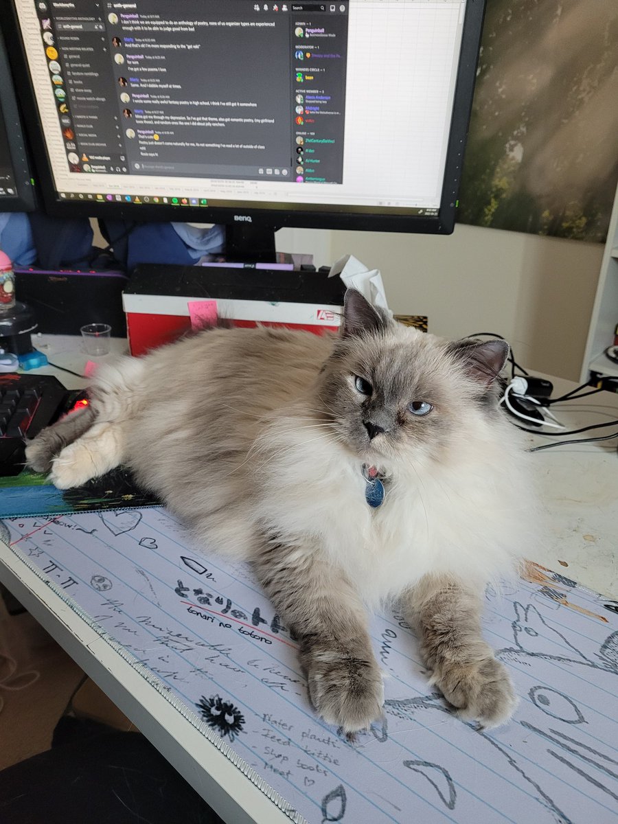 FreyaEH's tweet photo. Rosie wants ALL the attention after I was away all weekend selling books at a convention. Bonus appearance of thr Worldsmyths writing discord!

https://t.co/TTLxiuE03r

#writing #amwritingfantasy #writingcommunity https://t.co/tuOUp3fCZk