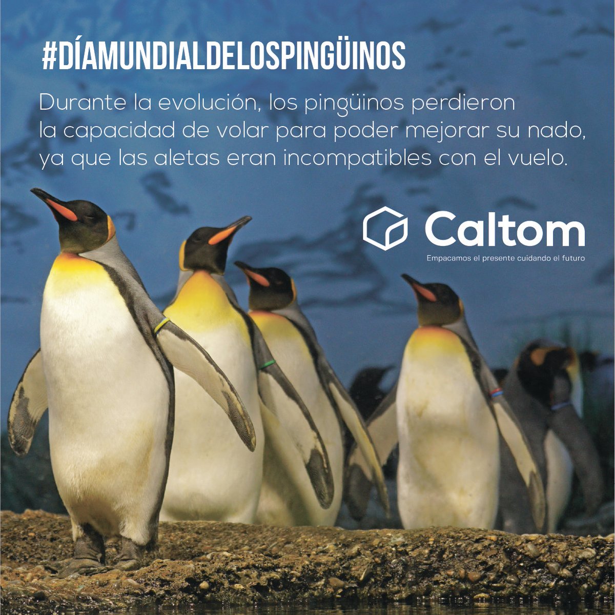 CaltomOfficial's tweet photo. Ellos son parte de nuestro 🌎 #especiesenpeligro https://t.co/8YHcmrjQSI