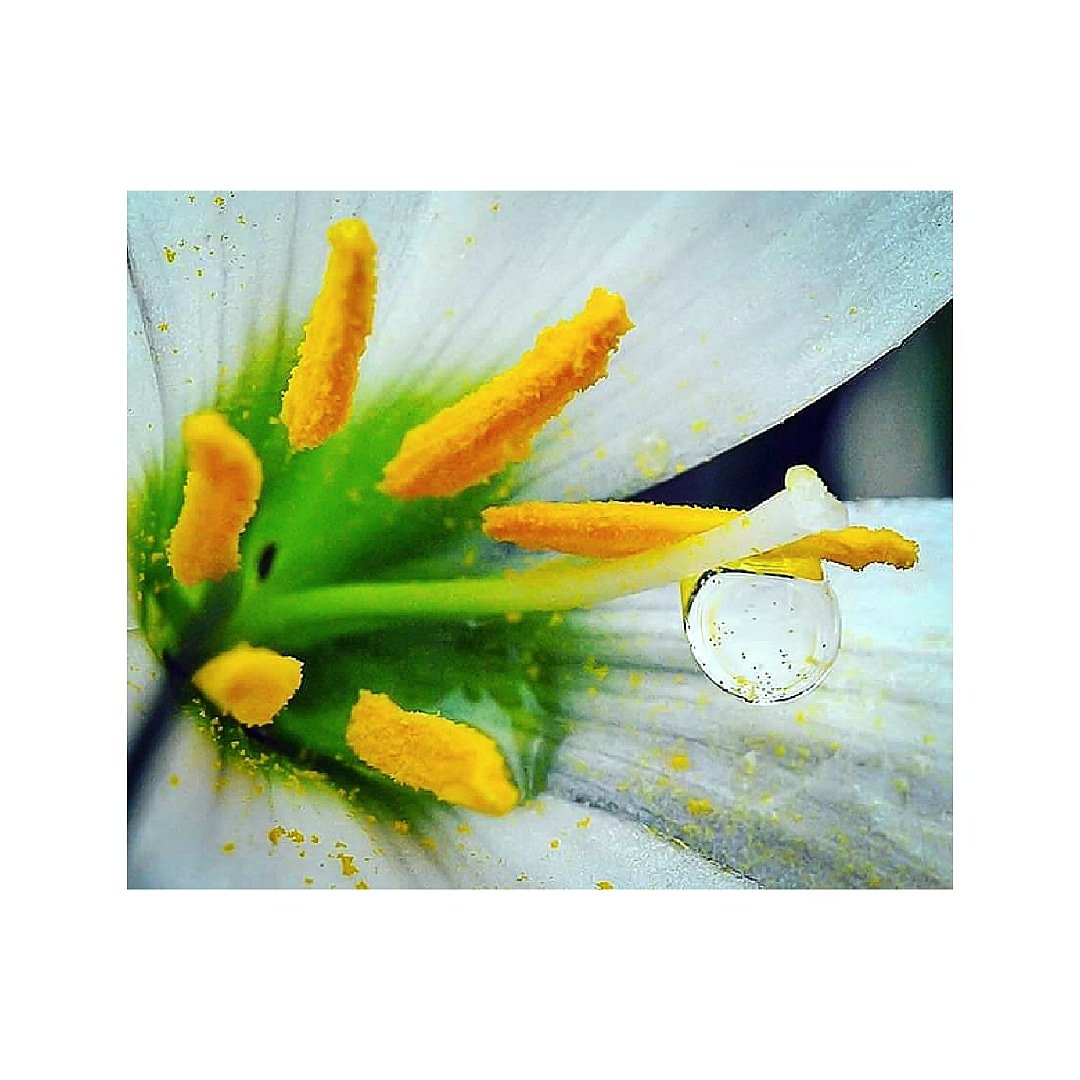 Whiterainlily Twitter Search Twitter