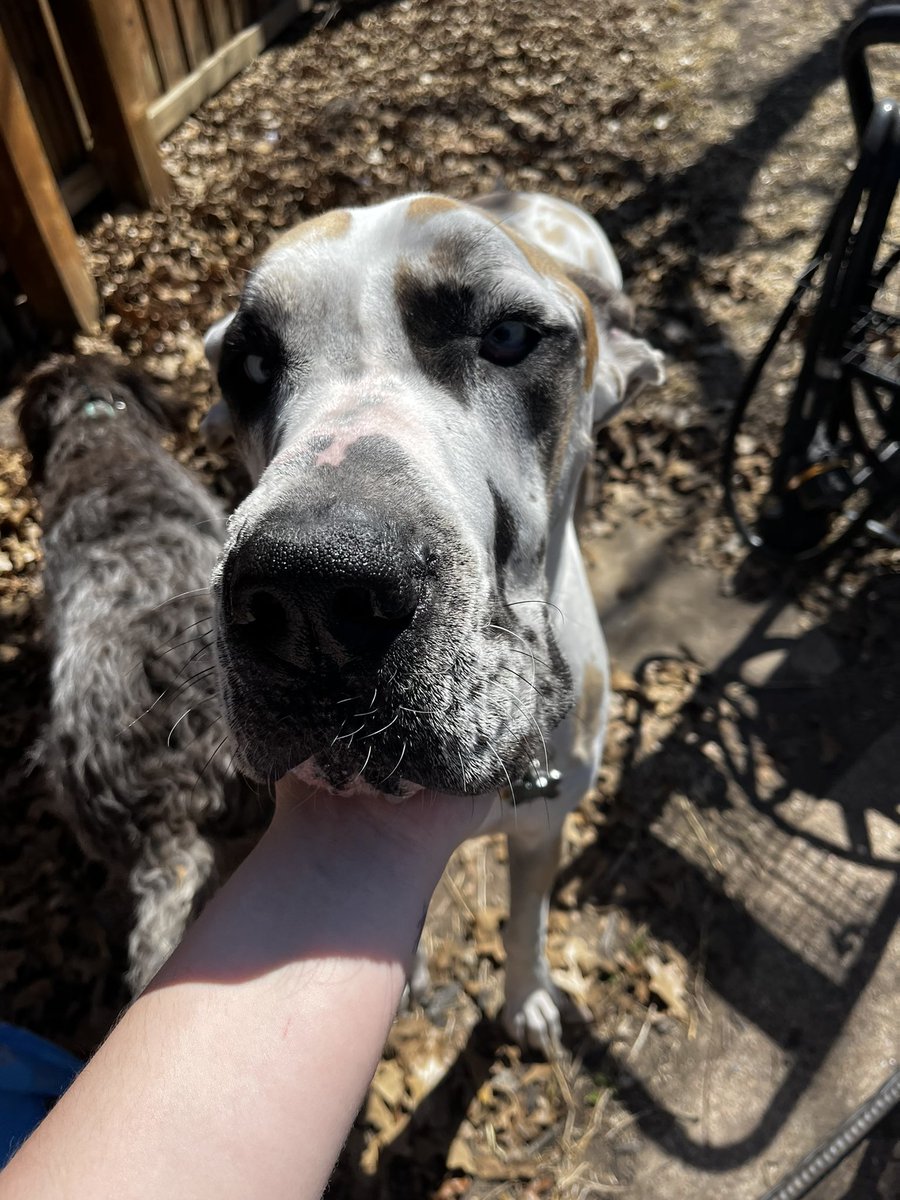 MooseGoose_GD's tweet photo. A-paw-logies for being gone so long! My husis who runs this account for me has been super busy with school! But here are some Moo pics:: https://t.co/xw8nTcDpZU
