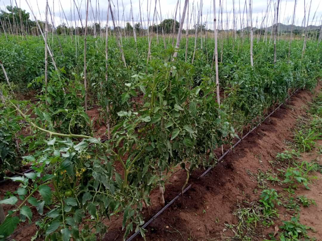 FarmerSteveM's tweet photo. Local farmer feeding the nation via supermarkets &amp; markets. The harvest is almost ready
#MbambaFarm #Lirangwe https://t.co/K3ryyc8YaZ