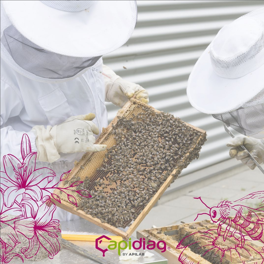 Apilab's tweet image. Avec APIDIAG, engagez votre entreprise dans une démarche sociétale et environnementale ! ♻️
#Environnement #Abeilles #abeilles #biodiversite #ruches #innovation #entreprise #nature #biodiversity #bees