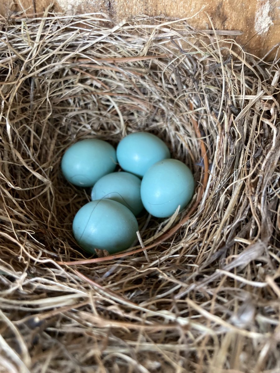 Come back from spring break to find 5 bluebird eggs in our birdhouse in the outdoor learning center! <a href="/CopperHillES/">Copper Hill</a> <a href="/MrsCooksPlace/">Mrs. Cook</a>