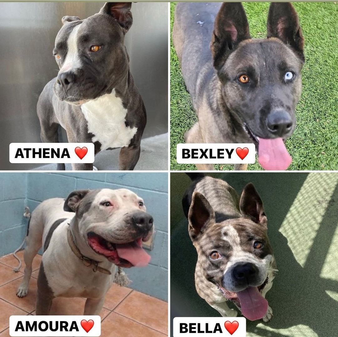 mapleveewesem's tweet photo. 🆘 Heroes Needed NOW! 🆘
4 beautiful ladies at Downey #CA ACC all past their pleas & in danger of being killed at any time 😨
Adoptable:
ATHENA #A5458022
BEXLEY #A5458351
Rescue Only, need fosters:
AMORA #A5467660
BELLA #A5470736
Please reply here if you can foster🙏 https://t.co/hYrpIfGVnk