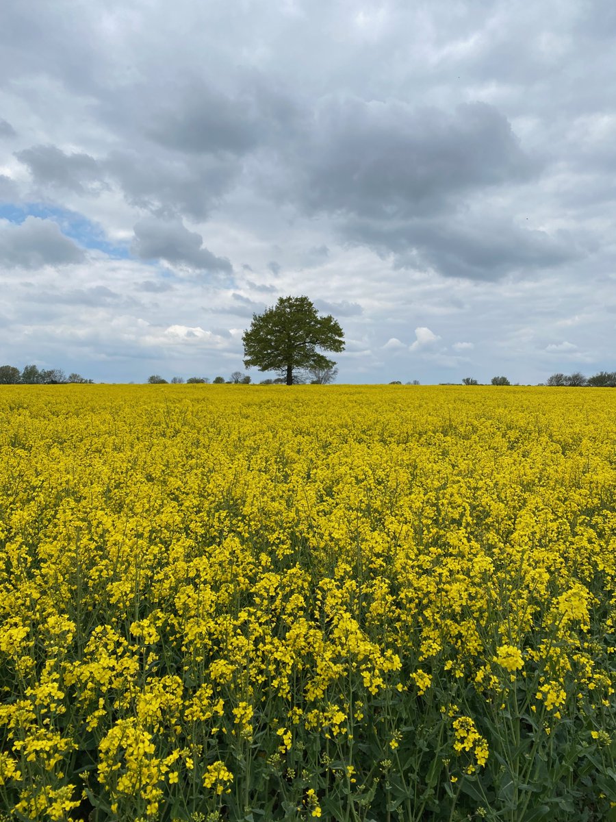 BidwellPatrick's tweet photo. Osr looking nice in the parish today under heavy clouds. https://t.co/e3hLhvNClF