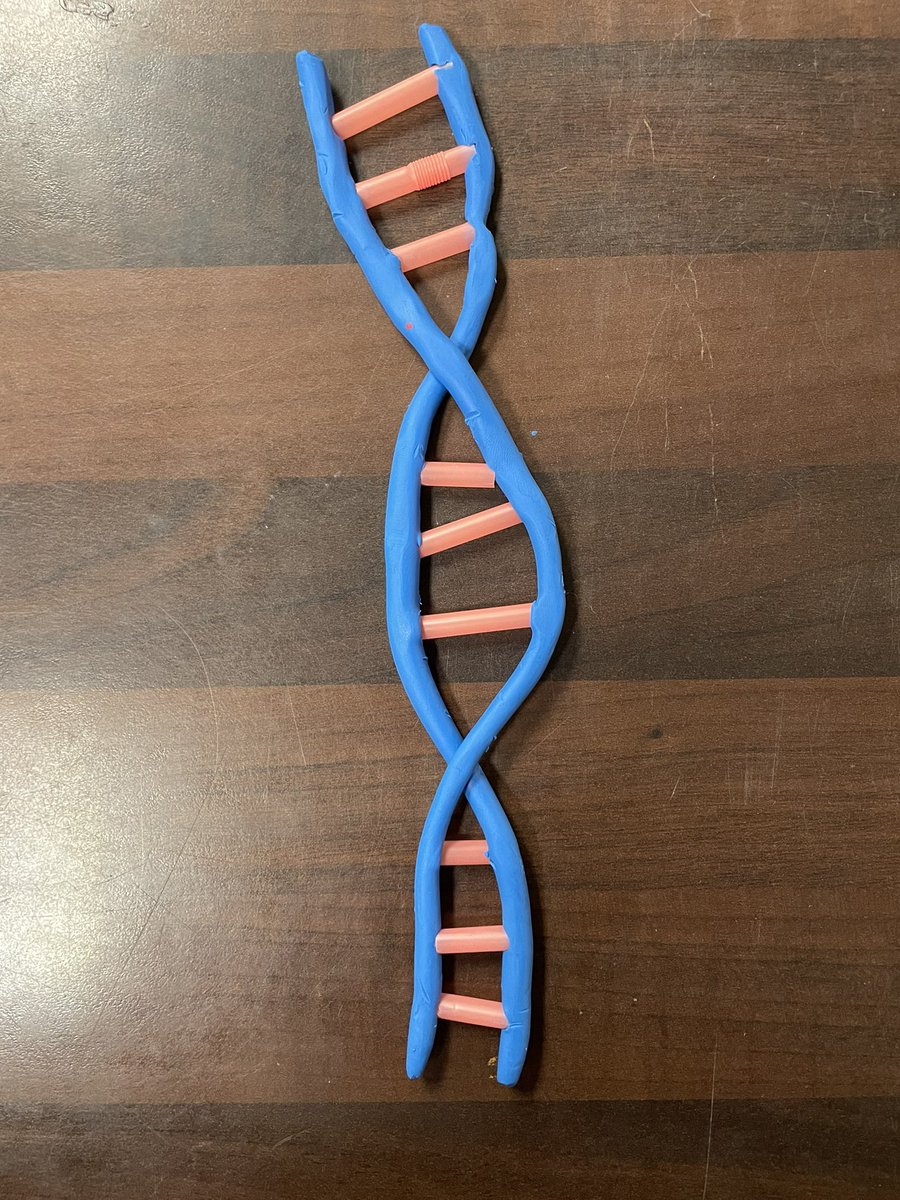 10B3 did some amazing work with plasticine today, modelling meiosis and the structure of DNA! 🧬 <a href="/TeamMoreton10/">Moreton Year 10</a>