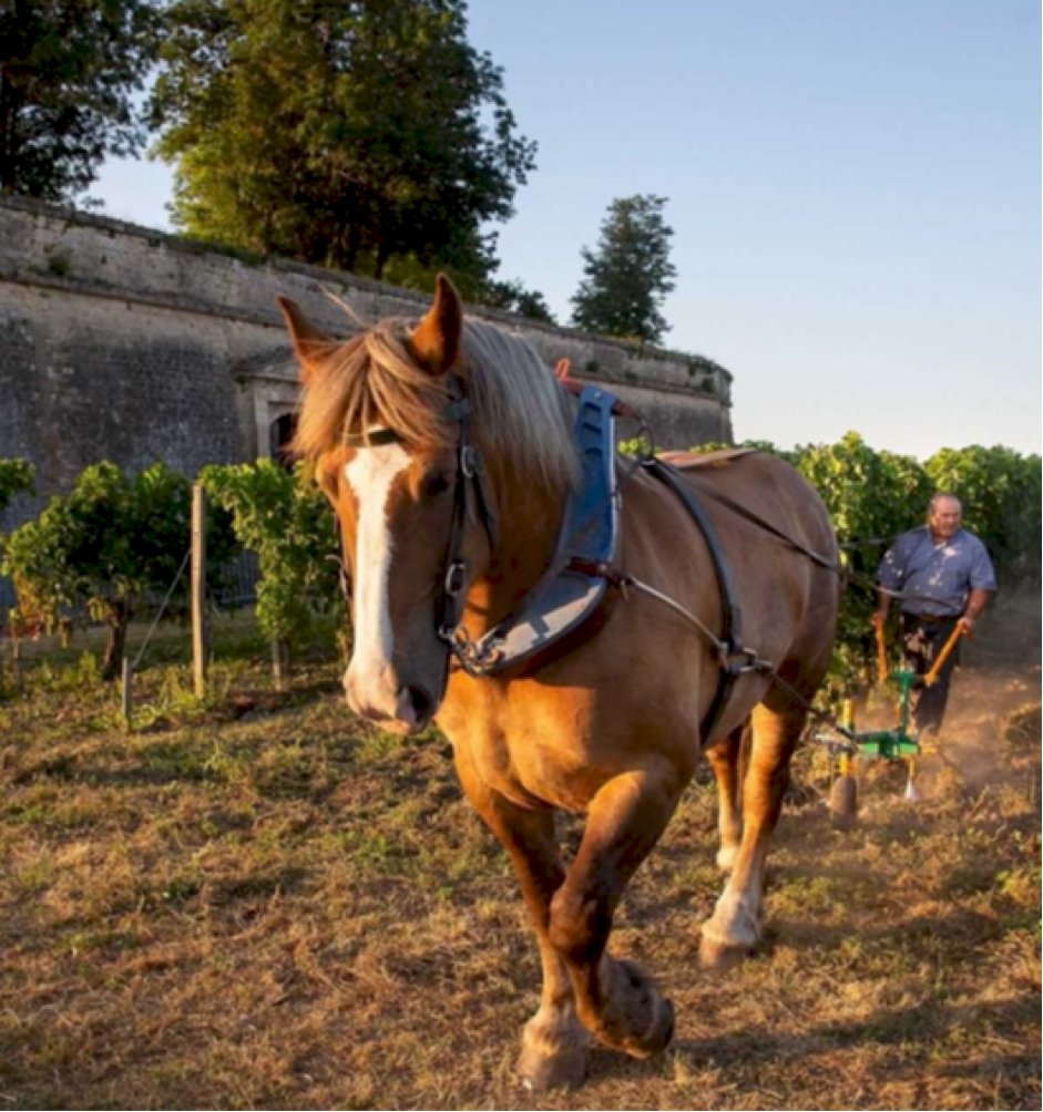 As one of the youngest appellations in the Bordeaux region, it isn’t surprising that the Côtes de Bordeaux is one of the drivers of modernisation. 

🍷🌱🏺

We take a look at some of the winemaking trends, and the producers behind them 🧵

#BordeauxWinesUK #CotesDeBordeaux