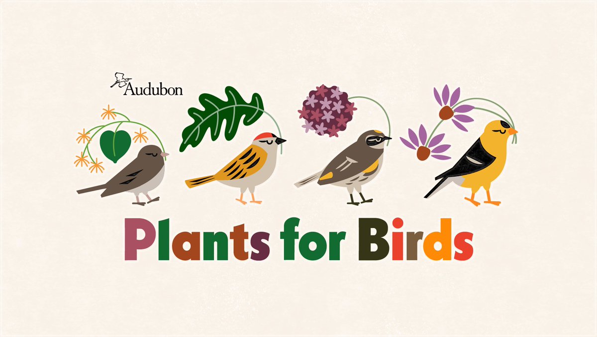 Plants for Birds! 🌱🐦