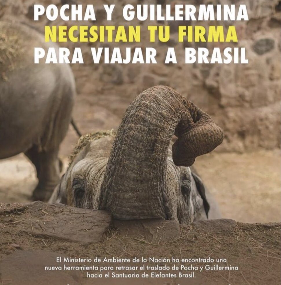 aliciamontene's tweet photo. @juancabandie #P&G merecen vivir fuera de paredes de cemento #FIRMAelCITESYA https://t.co/Al6Bc16sTM