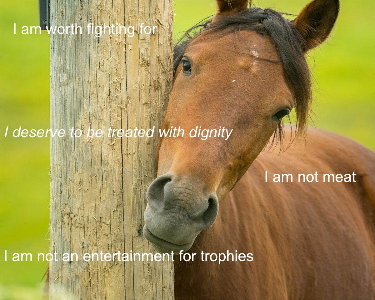 CagesFree's tweet photo. You were born with the Ability
To change an #animal's life
Don't waste that Ability.
#ReturnToFreedom #NoHorseSlaughter #WildHorses
No more #HorseRacing 😡
#StopWildHorseRoundups!🐴
A cycling game on bicycles #instead of #pologames. 
#EndHorseAbuse https://t.co/1l95jGDnU1