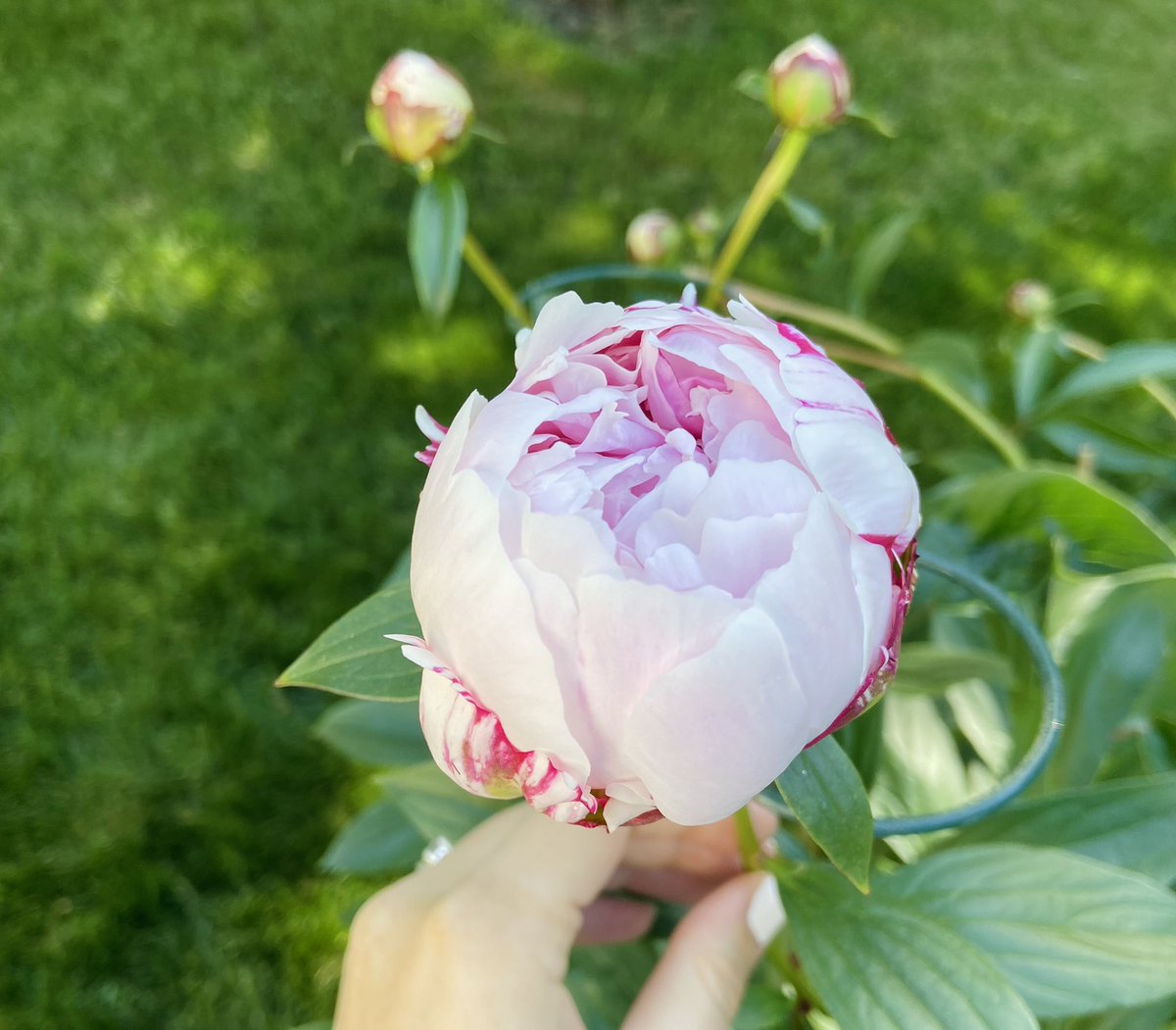 Betsy Bula tweet media