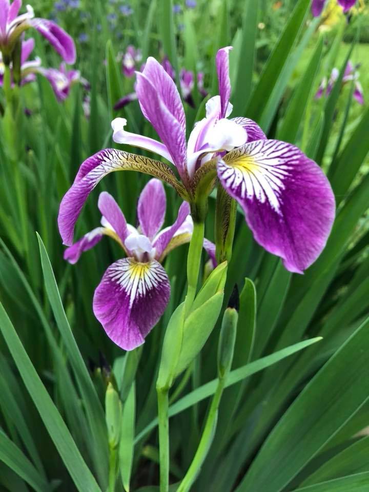 Steve Stahl-SK Wildflower Rescue Habitat (@skwildflower) on Twitter photo 