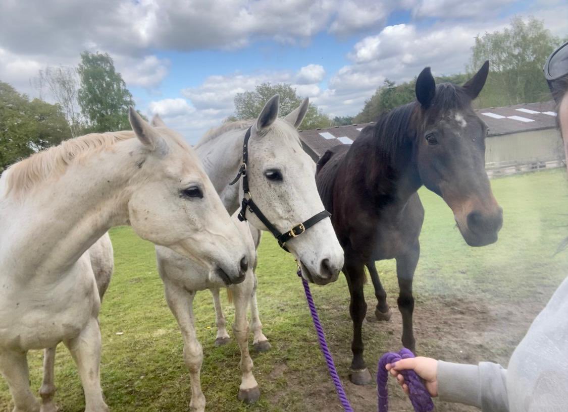 Three of the best Al ferof , Neptune Collonges and Azertyuiop all enjoying their retirement . @PFNicholls @DSkeltonRacing #championchase #supremenovice #Grandnational #legends