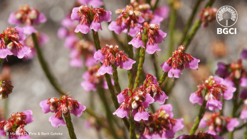 “The Global Conservation Consortium for Erica allows us to focus international botanical, horticultural, and conservation expertise on preserving biodiversity at its most fundamental level: preventing species extinctions” - <a href="/PirieMike/">Michael David Pirie</a> <a href="/BergenGardens/">Bergen University Gardens</a>