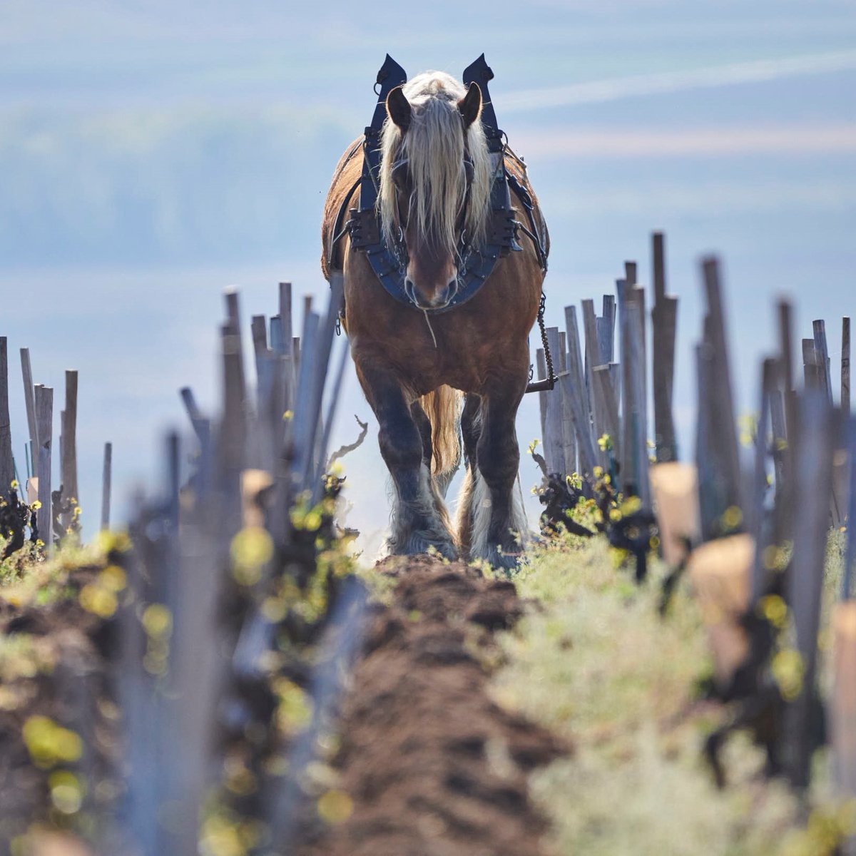 Vins du Beaujolais tweet media