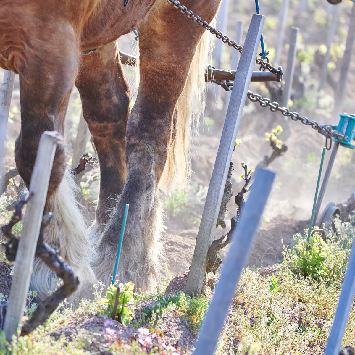 Vins du Beaujolais tweet media