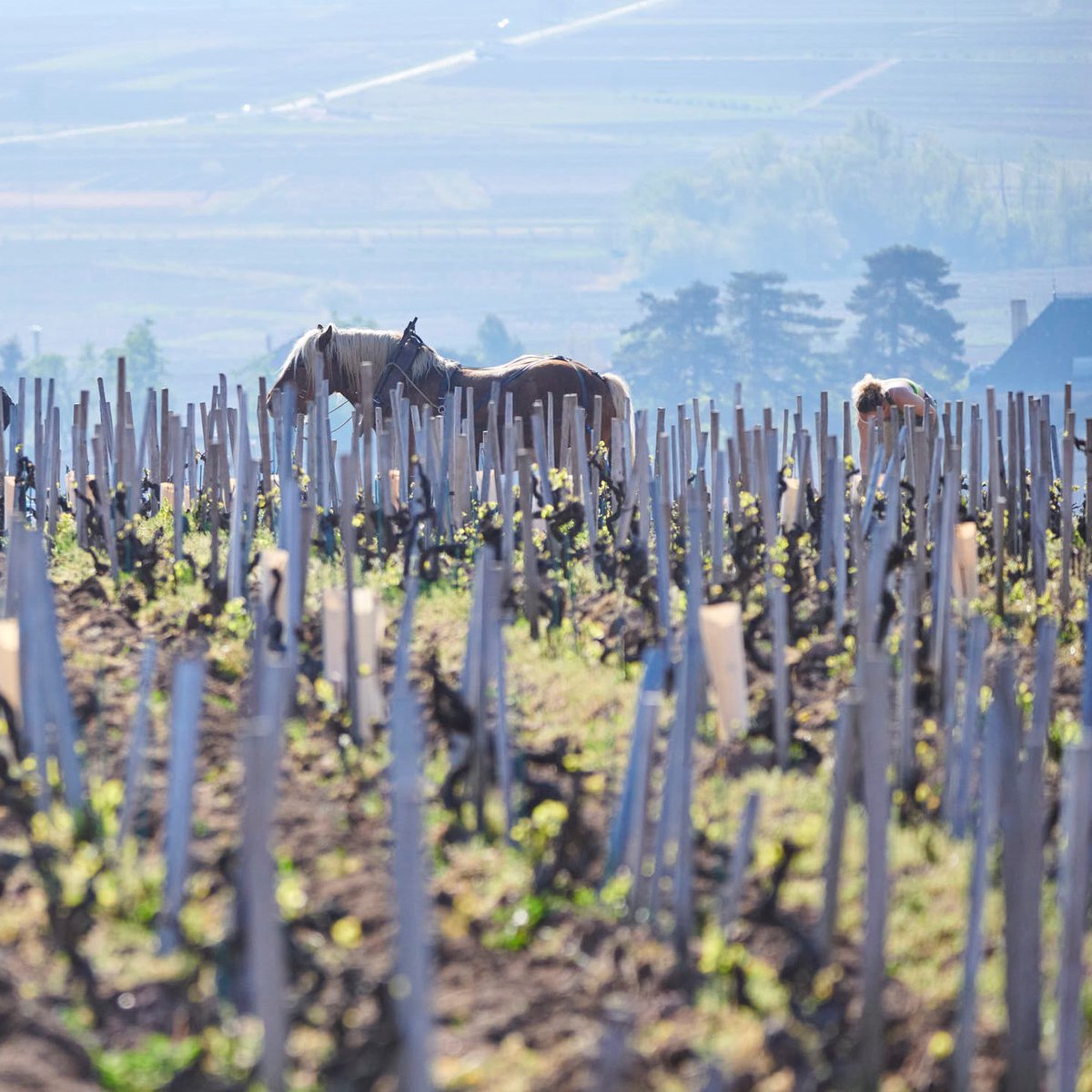 Vins du Beaujolais tweet media