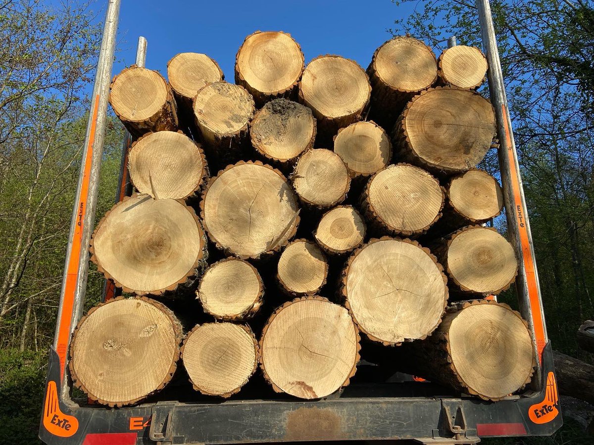 WenTimberCentre's tweet image. A good start to the week. This lovely lot of Poplar logs arrived from a forest management project near Llandrindod Wells. Poplar dries quickly so it shouldn’t be too long before they are in the Showroom 👍#goodstarttotheweek #localtimber #sustainablelogging #forestmanagement