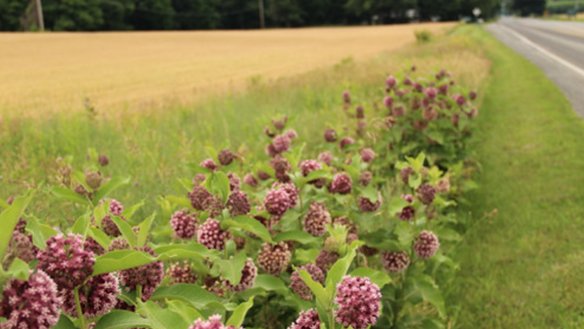 USDA_NRCS's tweet photo. A little milkweed on the edge of a farm goes a long way for monarch butterflies. https://t.co/dzzCzK7pth #MonarchMonday https://t.co/ONqIQw9LCf