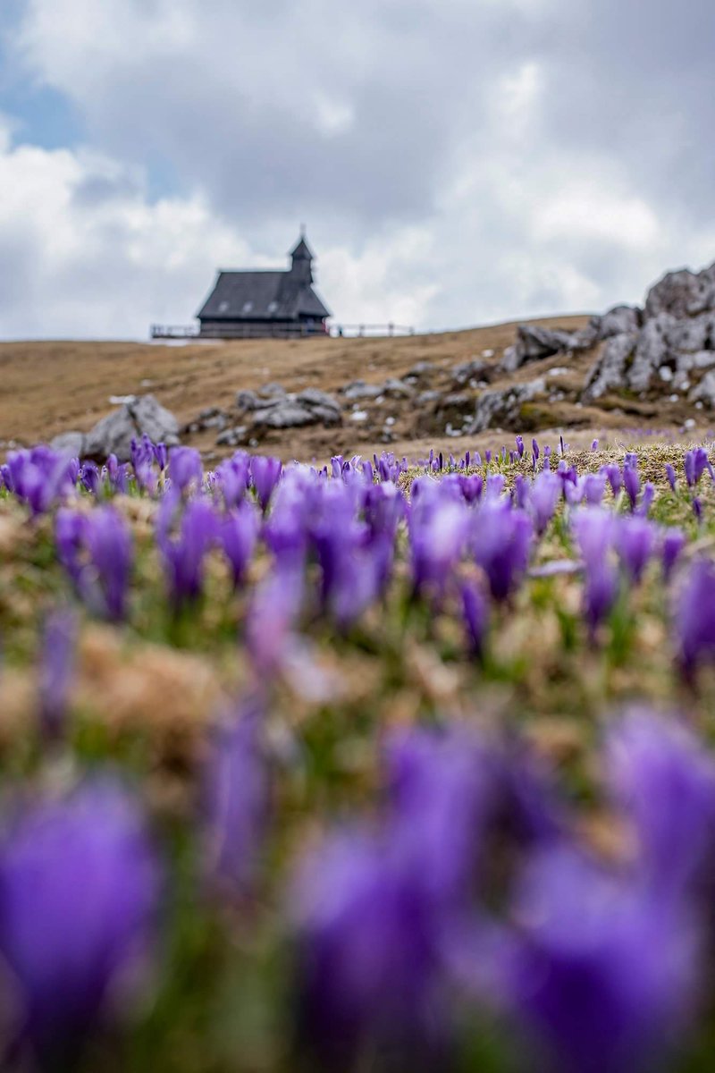 Velika Planina #spring #hiking #mountain #walk #walking #lifestyle #nature #naturelovers #saffron #crocus #velikaplanina