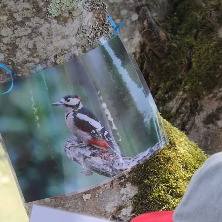 PyramideduLoup's tweet photo. Pendant les vacances, profitez des animations à la Pyramide du Loup ! Repérez les oiseaux et apprenez à les connaître, découvrez les différentes traces des mammifères ou plongez dans le monde des contes et légendes autour du loup .... #animations #Pyramideduloup #contes #oiseaux https://t.co/2yyulg67iP