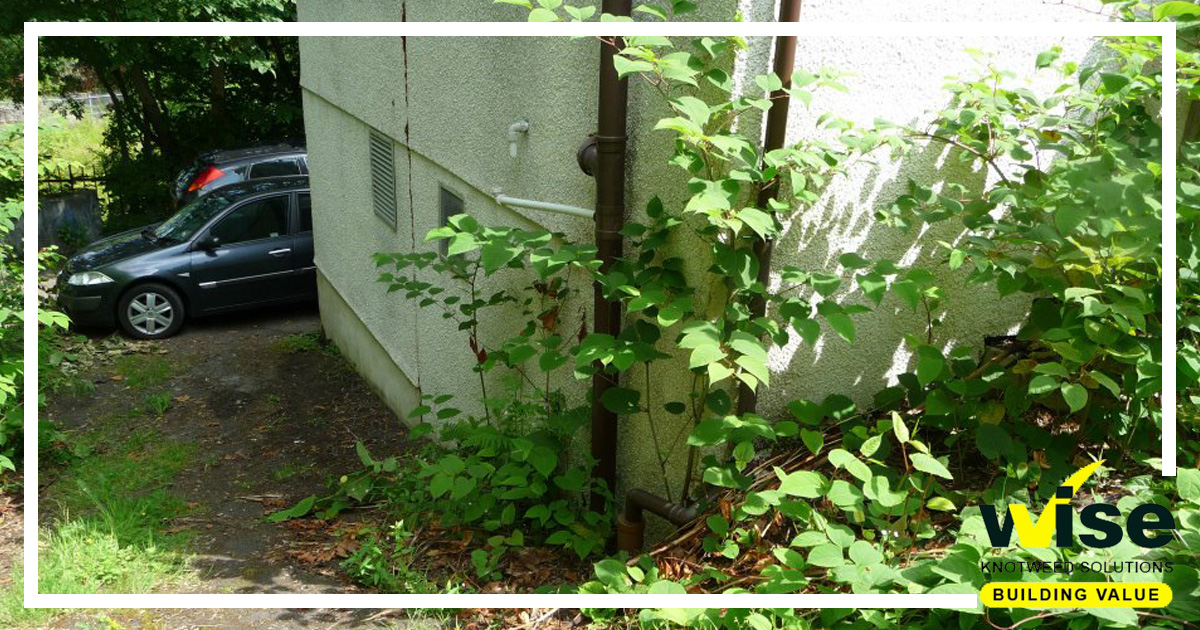 Are worried that unidentified weed in your garden may be Japanese Knotweed? Simply take a picture on your phone and upload it to our site and our experts will diagnose it for you.