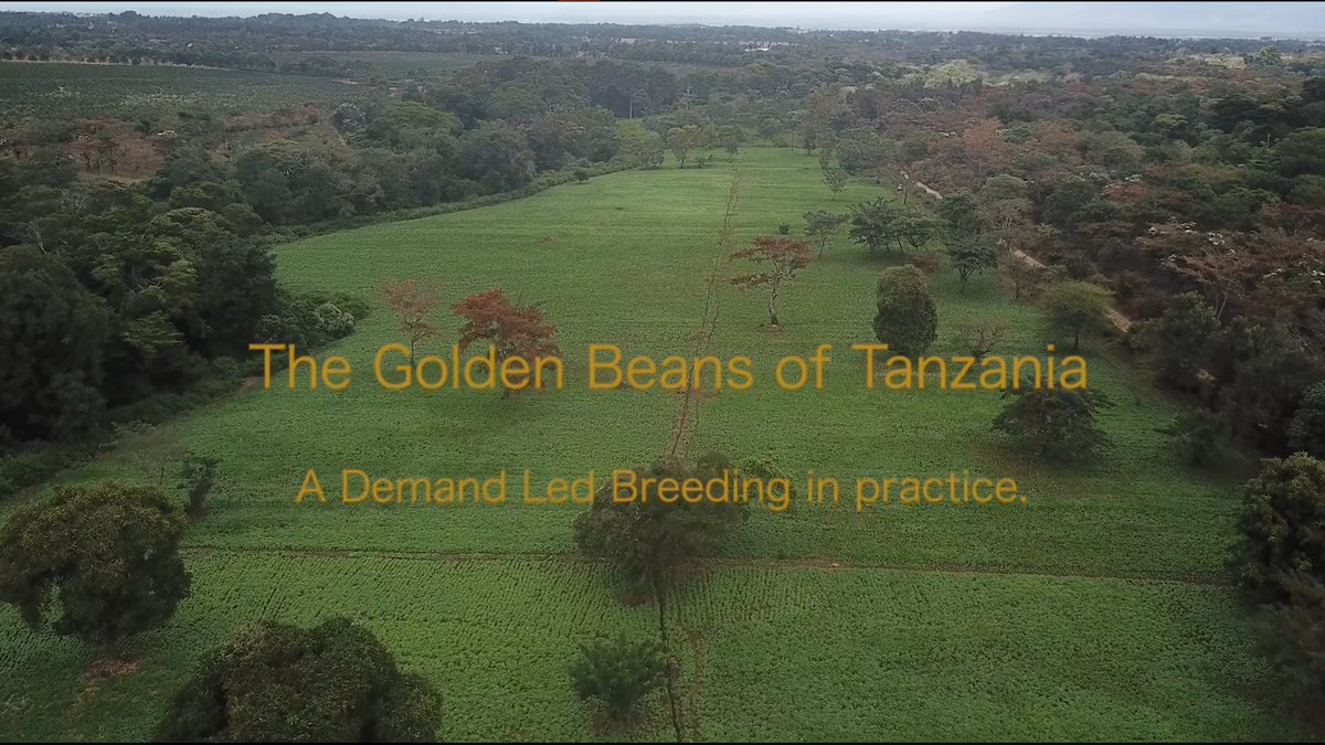 DLB_Program's tweet photo. ๐ขThe Golden Bean of Tanzania is finally outโผ
Watch demand-led breeding principles in practice #Demandledbreeding #Tanzania
Watch it here ๐ https://t.co/QdxXRify9J
@CrawfordFund @tzagriculture @AfricanCrop @wacci_gh @ACIARAustralia @TanzaniaTari @SwissDevCoop @_PABRA https://t.co/8LpFFD0vSH