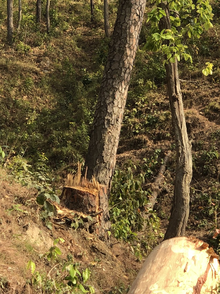 PahadiUrban's tweet photo. अभी ��मारे ब्लॉक में आग नहीं लगी, पेड़ कट चुके है रात को ट्रक आएगा और फिर कल आग लग जाएगी धरती के तापमान से ! इसी नुक़सान को अग्नि के आग़ोश में दिखा कर सब भुला दिया जाएगा! https://t.co/5DBW7Sc5dR