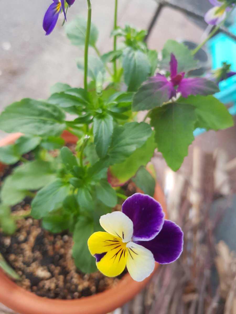 AndreaCheason's tweet photo. Bought some beautiful Viola heartseas to try the edible flowers &amp; came across this stunning, magenta topped, Tree spinach plant sharing the same pot! = The best #BOGOF 

#gardening #plants #spinach #edible #flowers #growyourown https://t.co/eECDNMmlrq