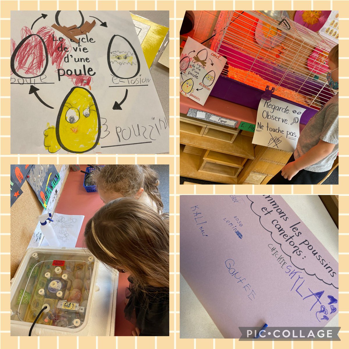 Quelle belle surprise printanière!🐣🦆In our kinder’s words: “Today is the best day ever: the flowers bloomed &amp; our eggs hatched!”🤗Thanks to Mme Adams, who hatched them at her farm over the weekend! Daffodils, ducklings, chicks &amp; a mystery “tower”…lots of inquiry to come!🔎✍️