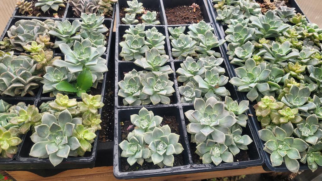 DCGBotany's tweet photo. DCG Botany Spring Plant Sale will be May 4 and 6 from 3:30 to 6:30 at the greenhouse behind the HS. Lots of tomatoes and vegetables for sale! Some houseplants too! @dcgactivities @DCGHS https://t.co/whwgeyIuGJ
