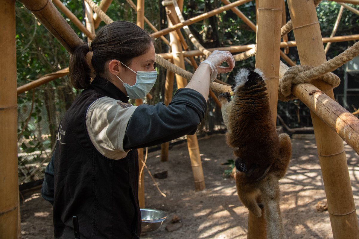 zoodeparis's tweet photo. #Naissance 🍼  Il y a pile un mois, un jeune lémur macaco a vu le jour au @zoodeparis ! 😍
Ses parents, Kaly et Sushi, sont arrivés en janvier 2021.  La femelle, Kaly, s’occupe très bien du petit. Venez les rencontrer dans la serre tropicale ! 👉 https://t.co/lsYKtRf9LP https://t.co/6U1e7lKmQu