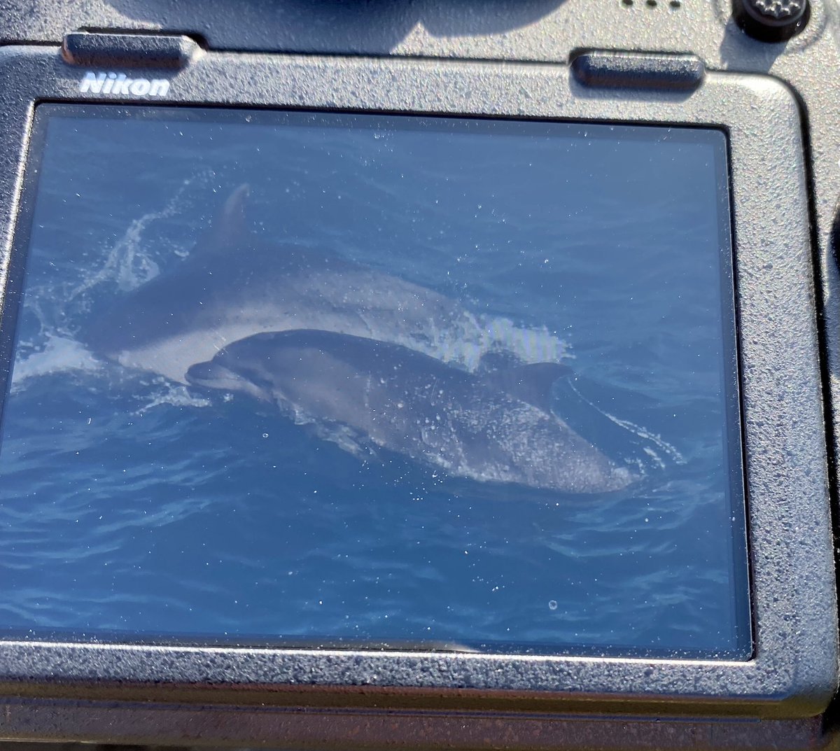 Bottlenose Dolphins just now on East side @LundyLandmark @MARINElife_UK #LundyAdventures