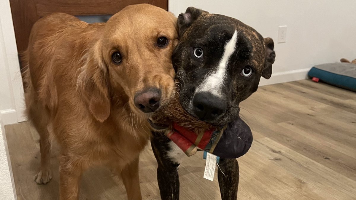 Sessumsbee's tweet photo. Poets Come in All Shapes and Sizes But it’s the Strong Mind That Counts 🤔ACE Poetry Contest Mascots Dexter🐕and Luna🐕think this through with poetry. Check out their blog 👉 https://t.co/q8ayykZDI9 #PoetryMonth #NPM22 #ACEPoetryContest #AssocContEd @alphaschools https://t.co/A6CXGsHcb2