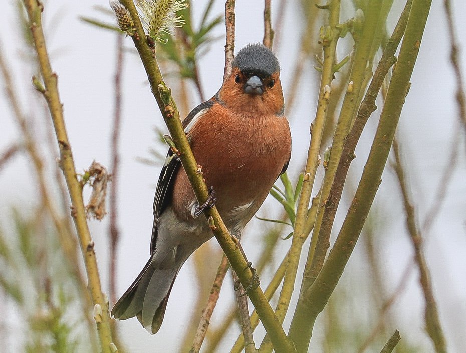 IanTordoff's tweet photo. Head on with a male chaffinch #TwitterNatureCommunity #BBCWildlifePOTD @Natures_Voice #birding @CanonUKandIE https://t.co/mRAQ8fxU24