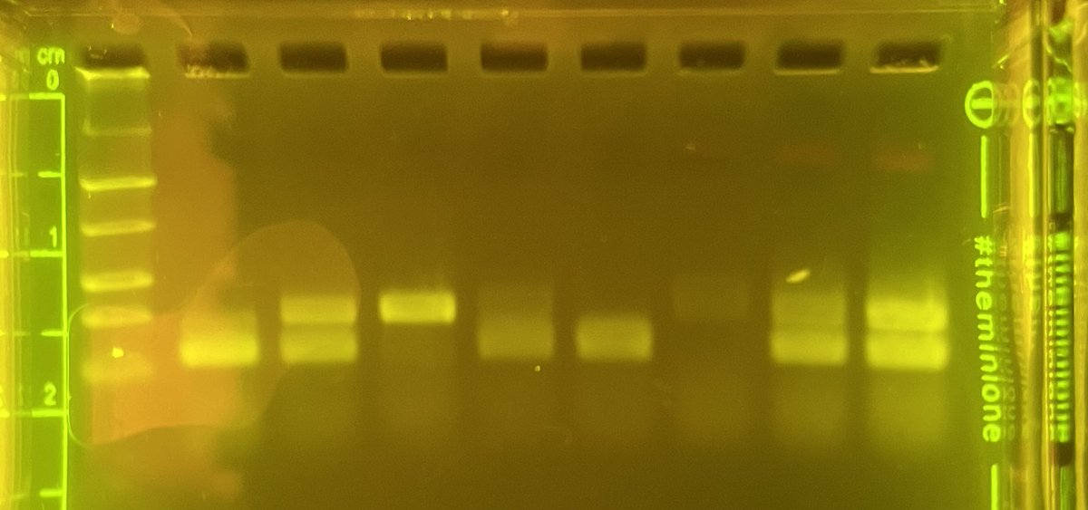 Happy DNA Day! Thanks to ⁦<a href="/miniPCR/">miniPCR bio</a>⁩ we got some good results on the DFR gene in fast plants.