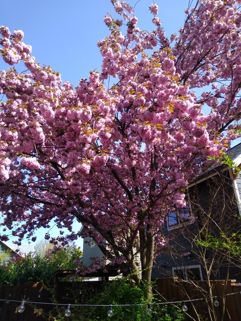 RightBodyShot's tweet image. Oooh ahhh #pdx #cherryblossoms
