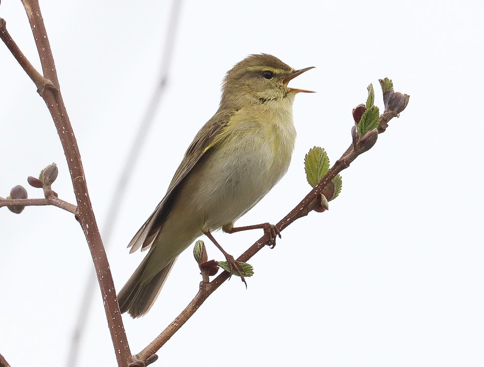 IanTordoff's tweet photo. A willow warbler doing its thing😁👍📸 #TwitterNatureCommunity #BBCWildlifePOTD @Natures_Voice #birding @CanonUKandIE https://t.co/Erz9tzg5fB