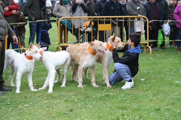 La Asociación de Rehalas Regionales ARRECAL considera que el Anteproyecto de Ley Orgánica de Modificación de la Ley Orgánica 10/1995, de 23 de noviembre, del Código Penal, en materia de Malt...

bit.ly/3vJPfXs