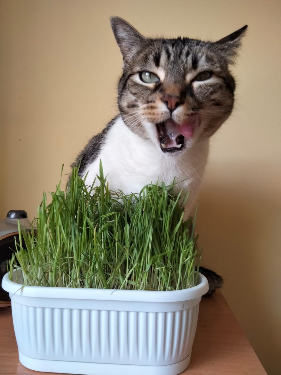 MikeCrossing_'s tweet photo. El gato hierbas https://t.co/vPhYm92RaZ