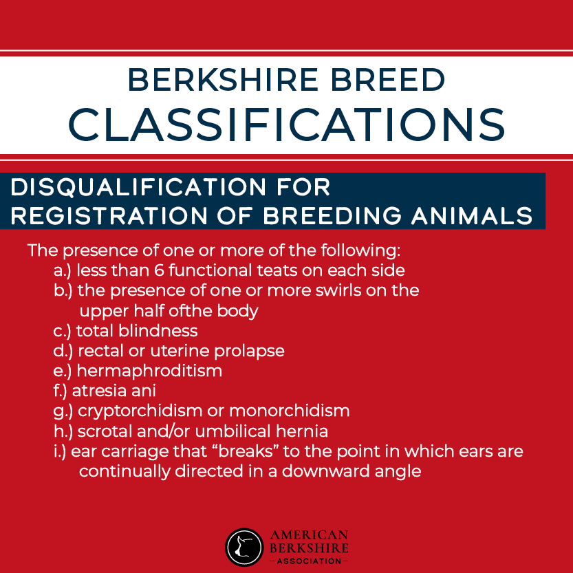 AmericanBerk's tweet photo. As we approach the summer show season, the ABA wants to remind buyers and sellers of the Berkshire breed marking and identification requirements.

Find more info at: https://t.co/3UYD1d0wqV
Contact the ABA office if you have any questions!

#AmericanBerk https://t.co/RfDYPVgZiy