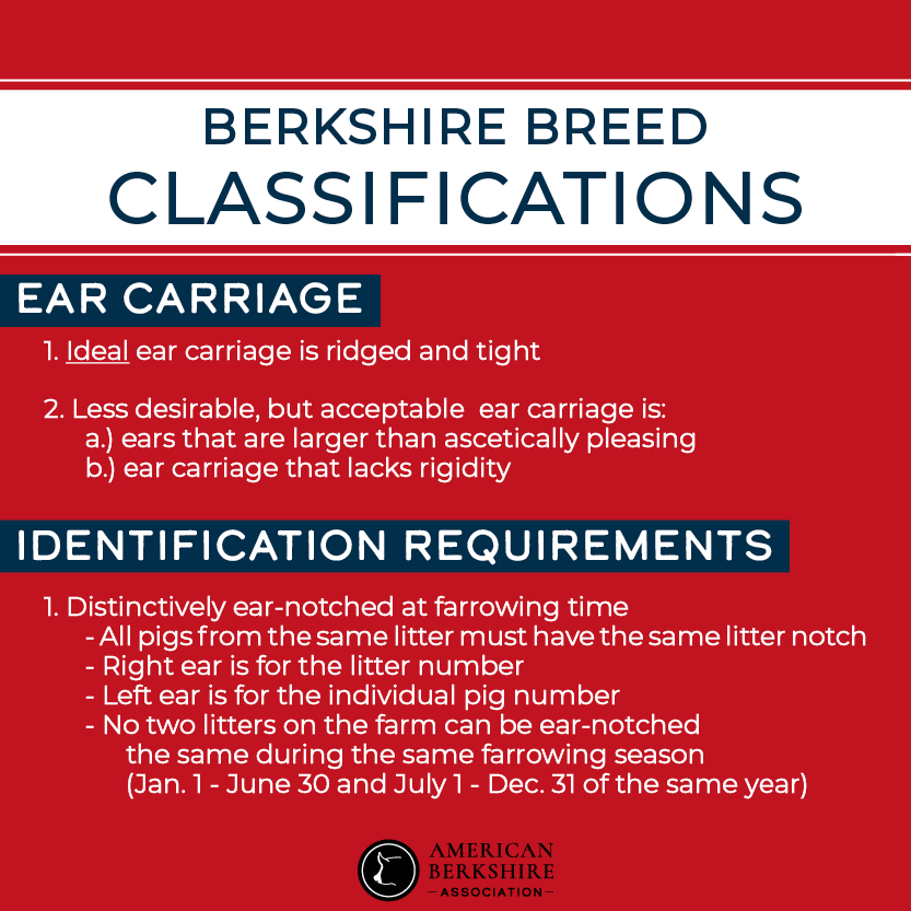 AmericanBerk's tweet photo. As we approach the summer show season, the ABA wants to remind buyers and sellers of the Berkshire breed marking and identification requirements.

Find more info at: https://t.co/3UYD1d0wqV
Contact the ABA office if you have any questions!

#AmericanBerk https://t.co/RfDYPVgZiy